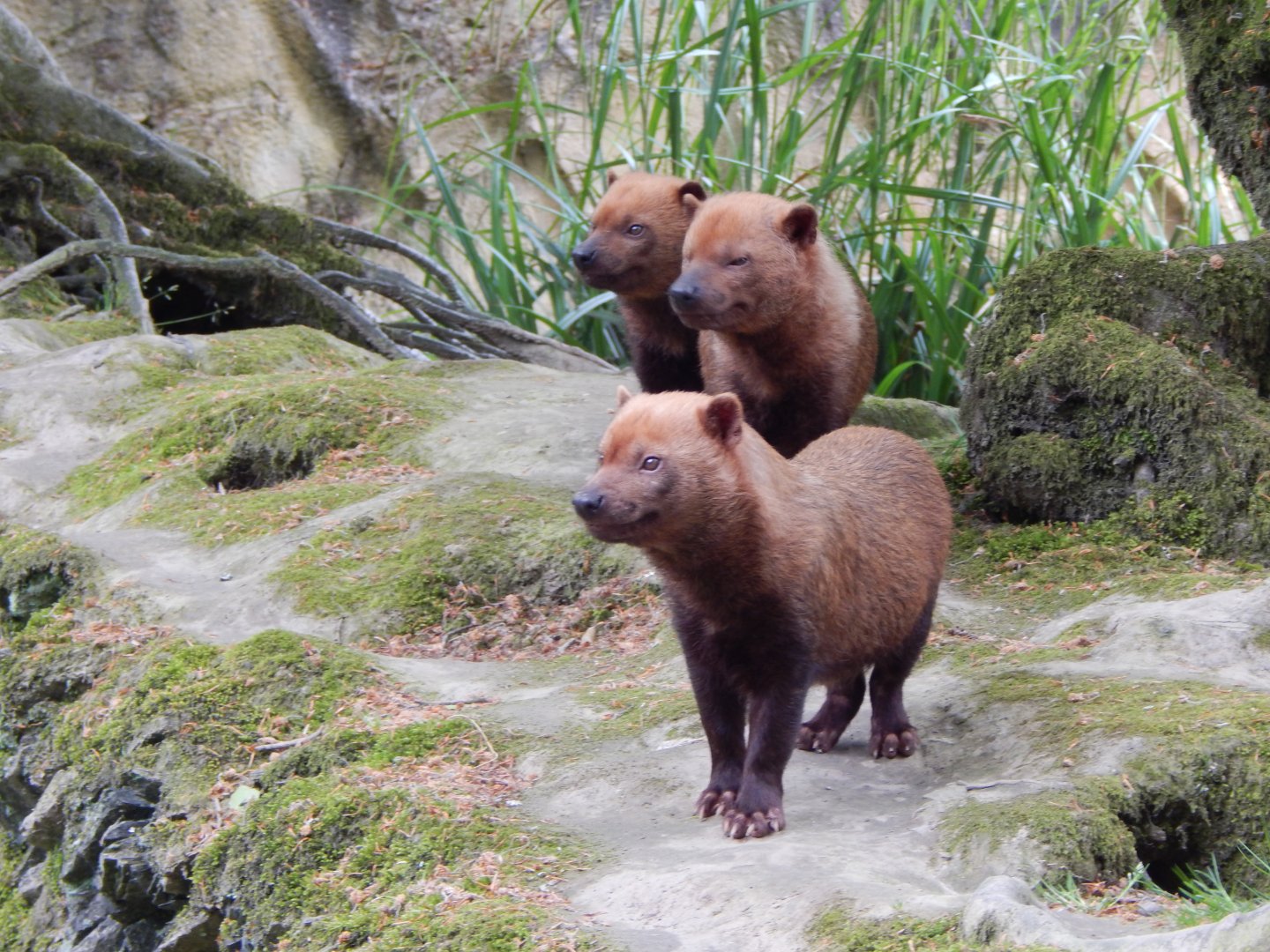 Bush dogs 150522