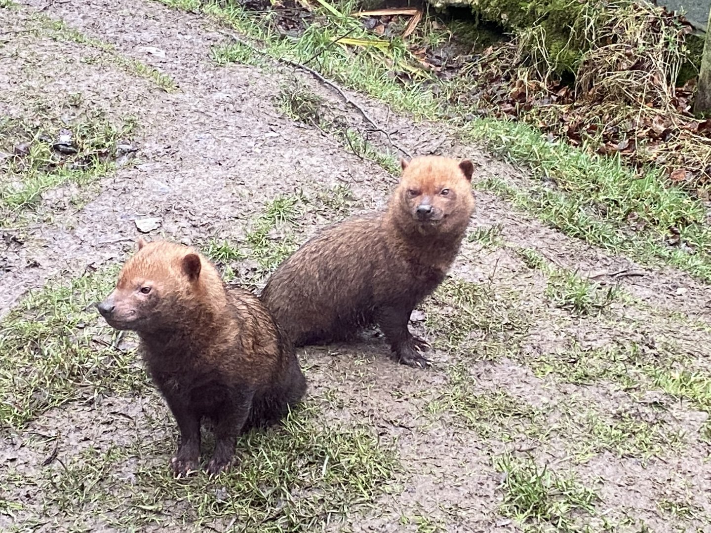 Bush dogs 160122