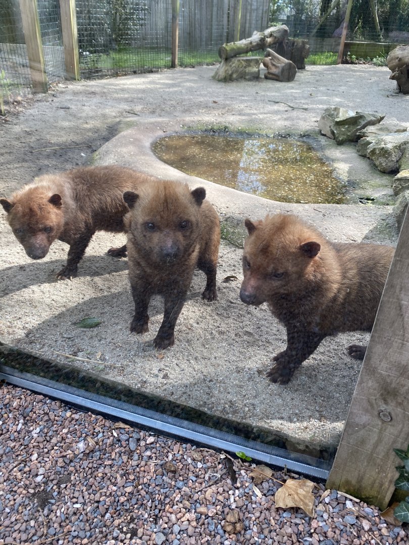 Bush dogs 190422
