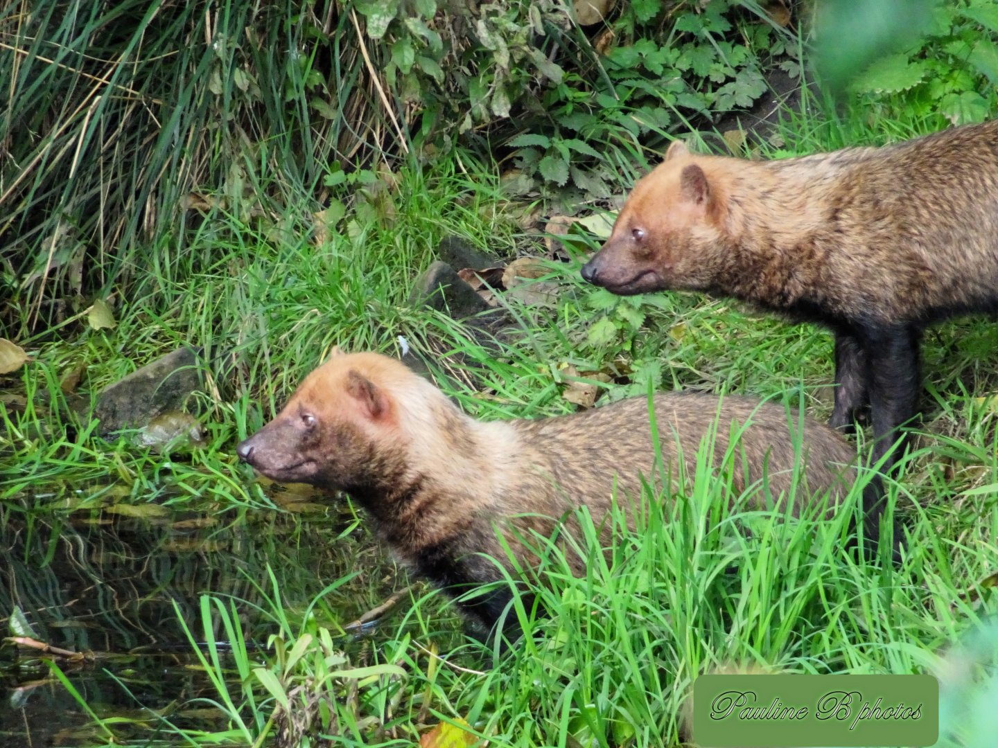 Bush Dogs 28 September 2025