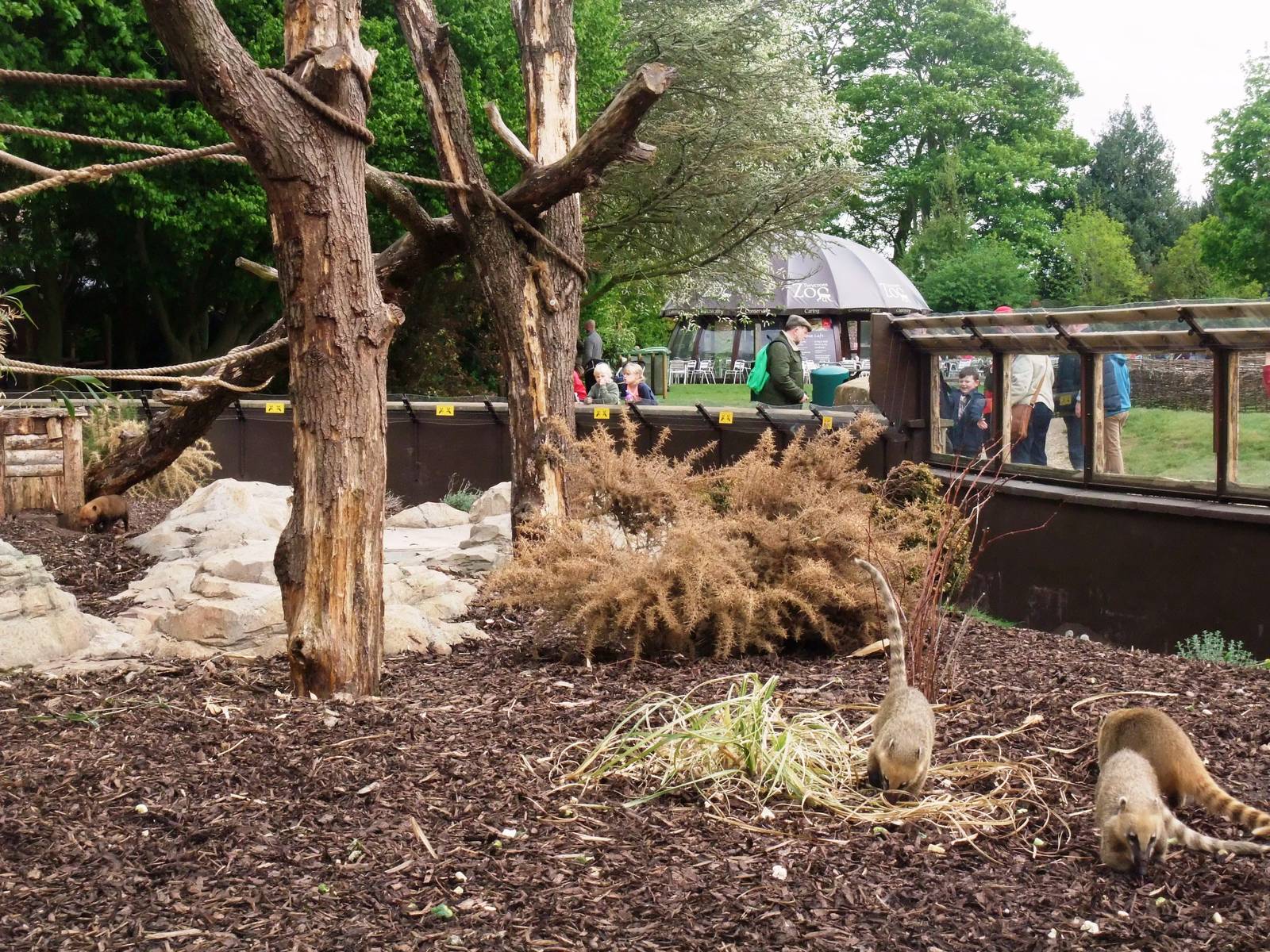 Bush Dogs and Coatis at Twycross, 18/05/13