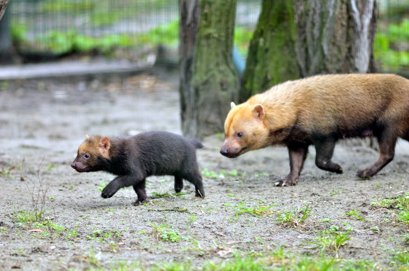 Bush Dogs at Berlin Tierpark