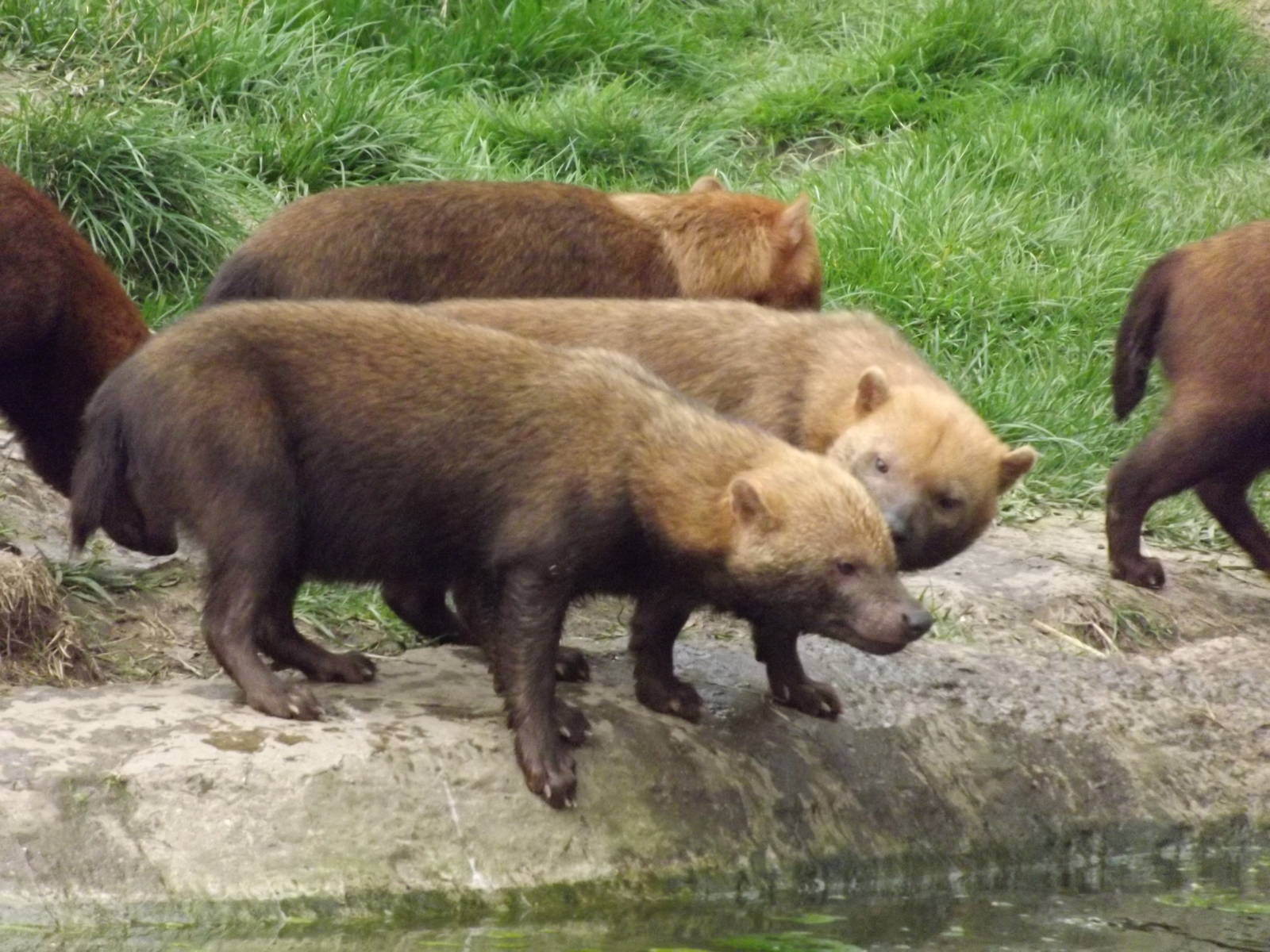 Bush Dogs at Chester Zoo 31/03/12