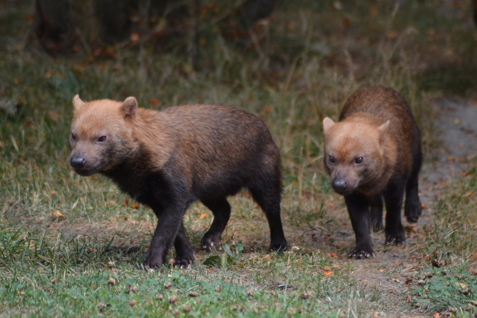 Bush dogs at Kolmården
