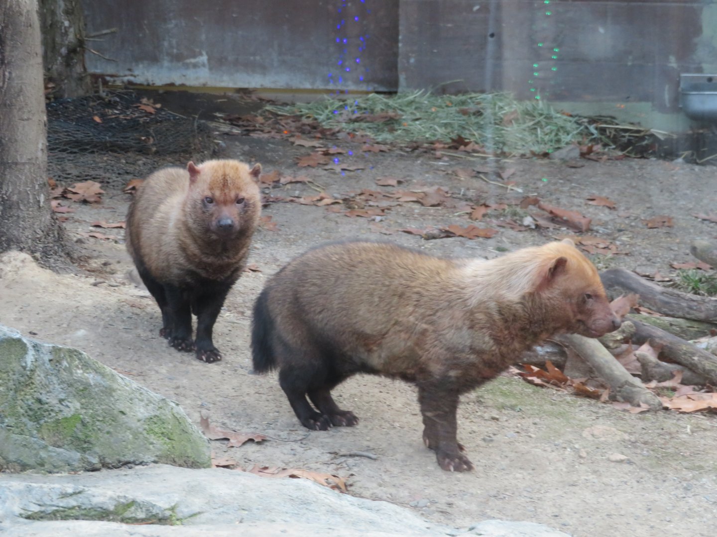Bush Dogs (Caribbean Coast)