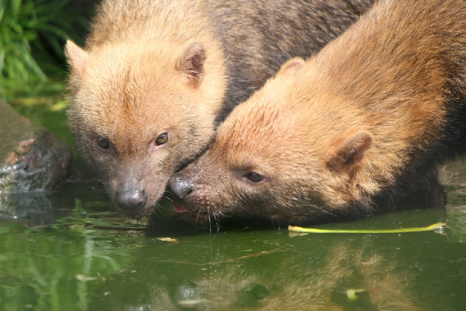 Bush dogs drinking