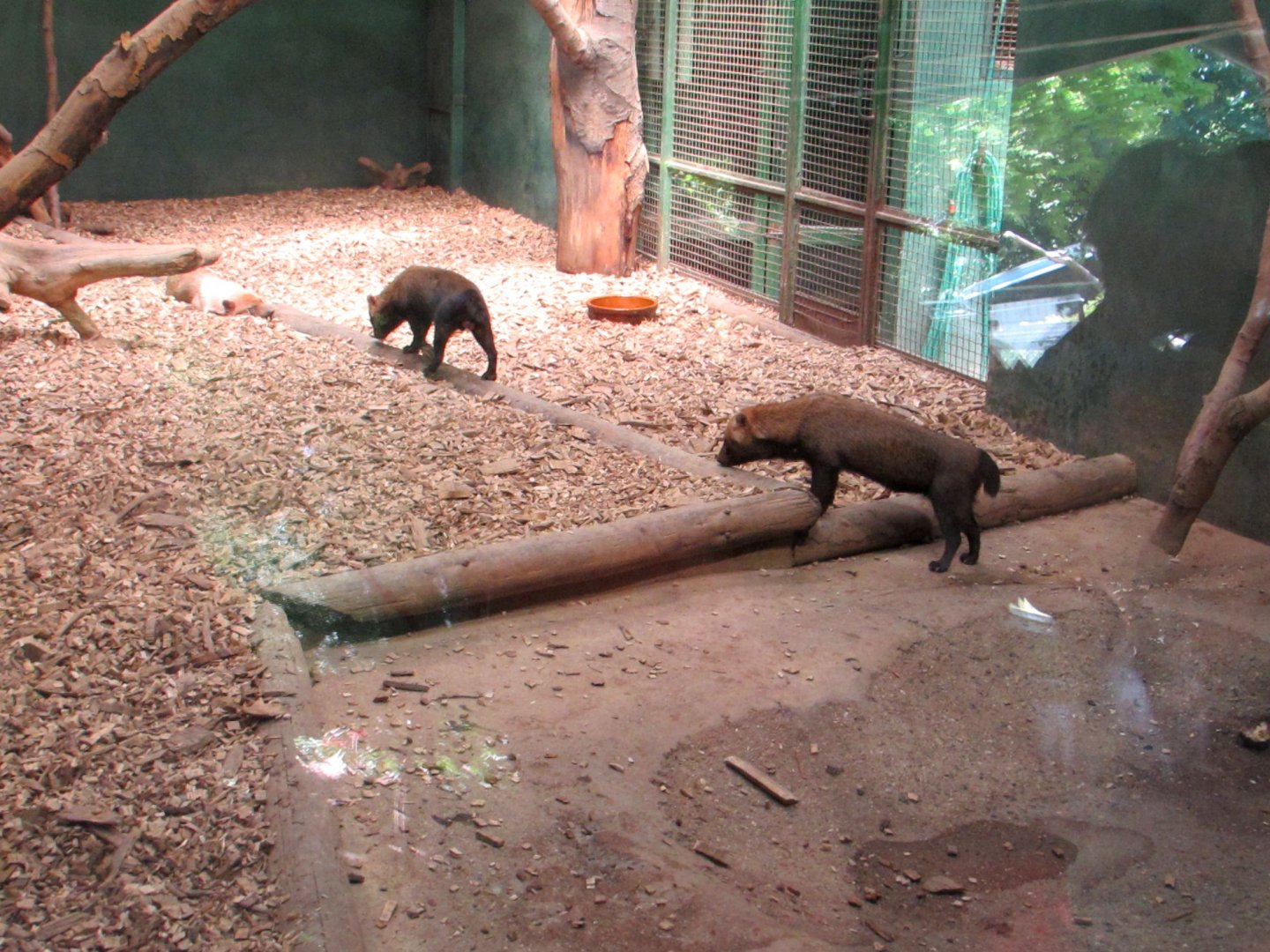 Bush Dogs - July/2017