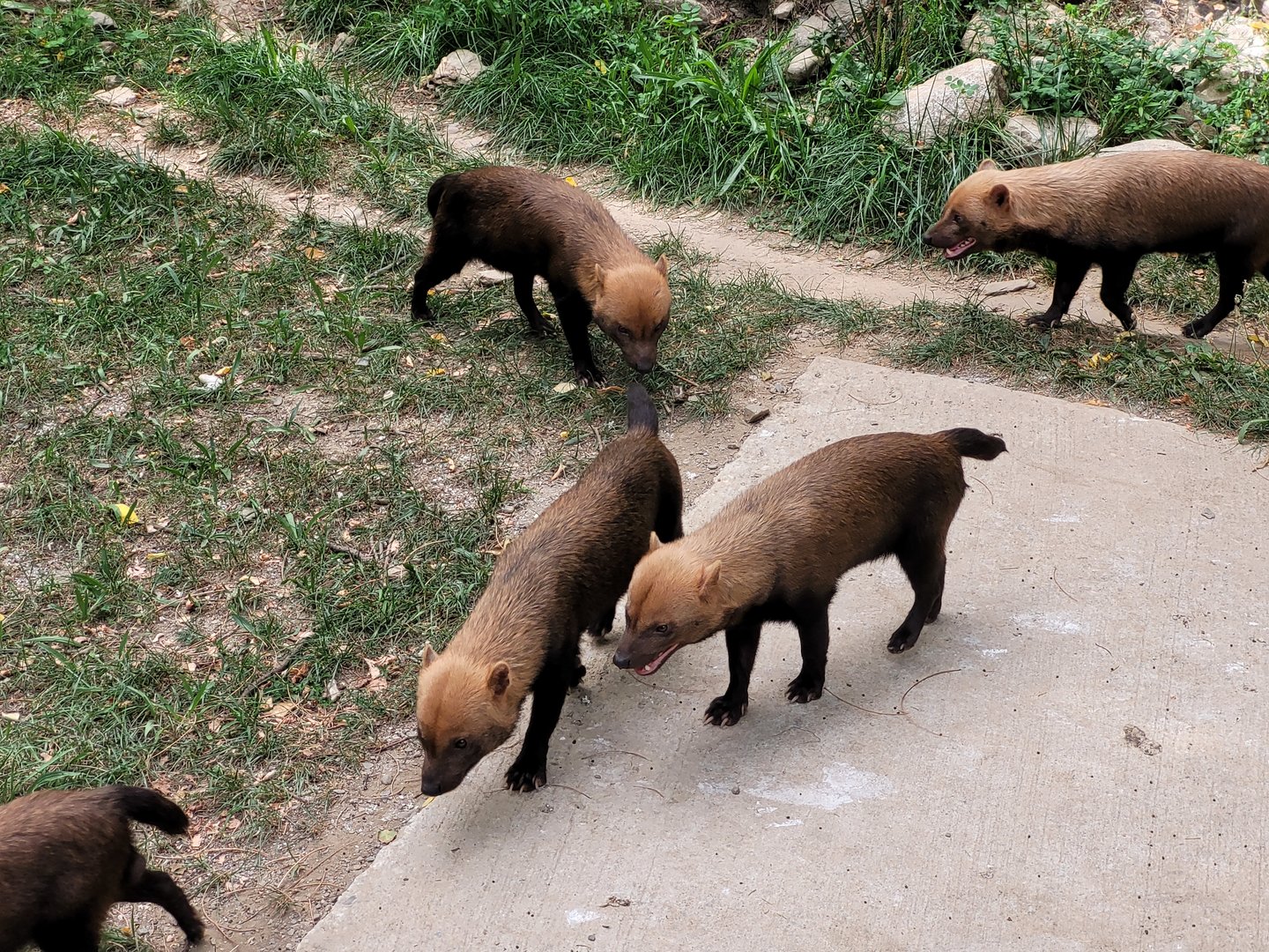 Bush dogs -Parc Animalier des Pyrénées (2023)