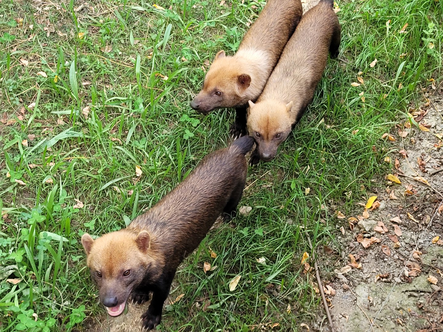 Bush dogs -Parc Animalier des Pyrénées (2023)