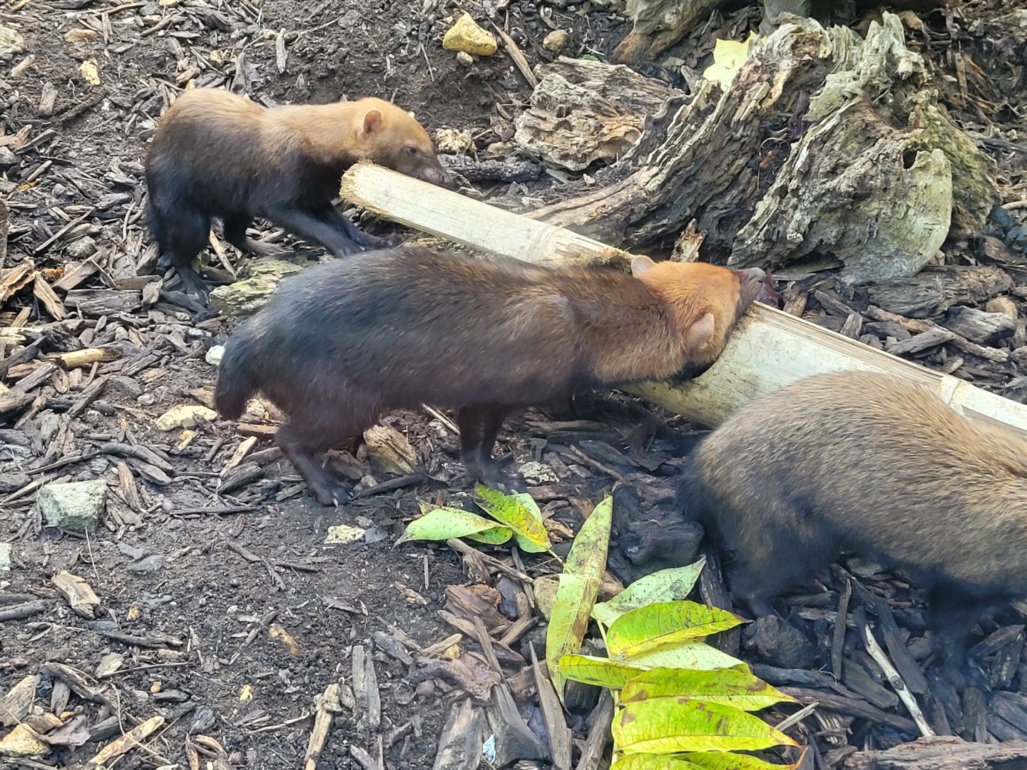 Bush dogs -Parc Zoologique de Paris (2022)
