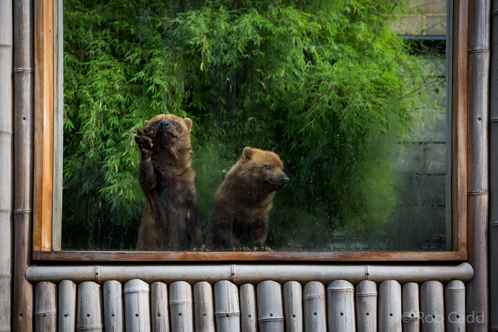 Bush dogs : RSCC : 12 Oct 2014