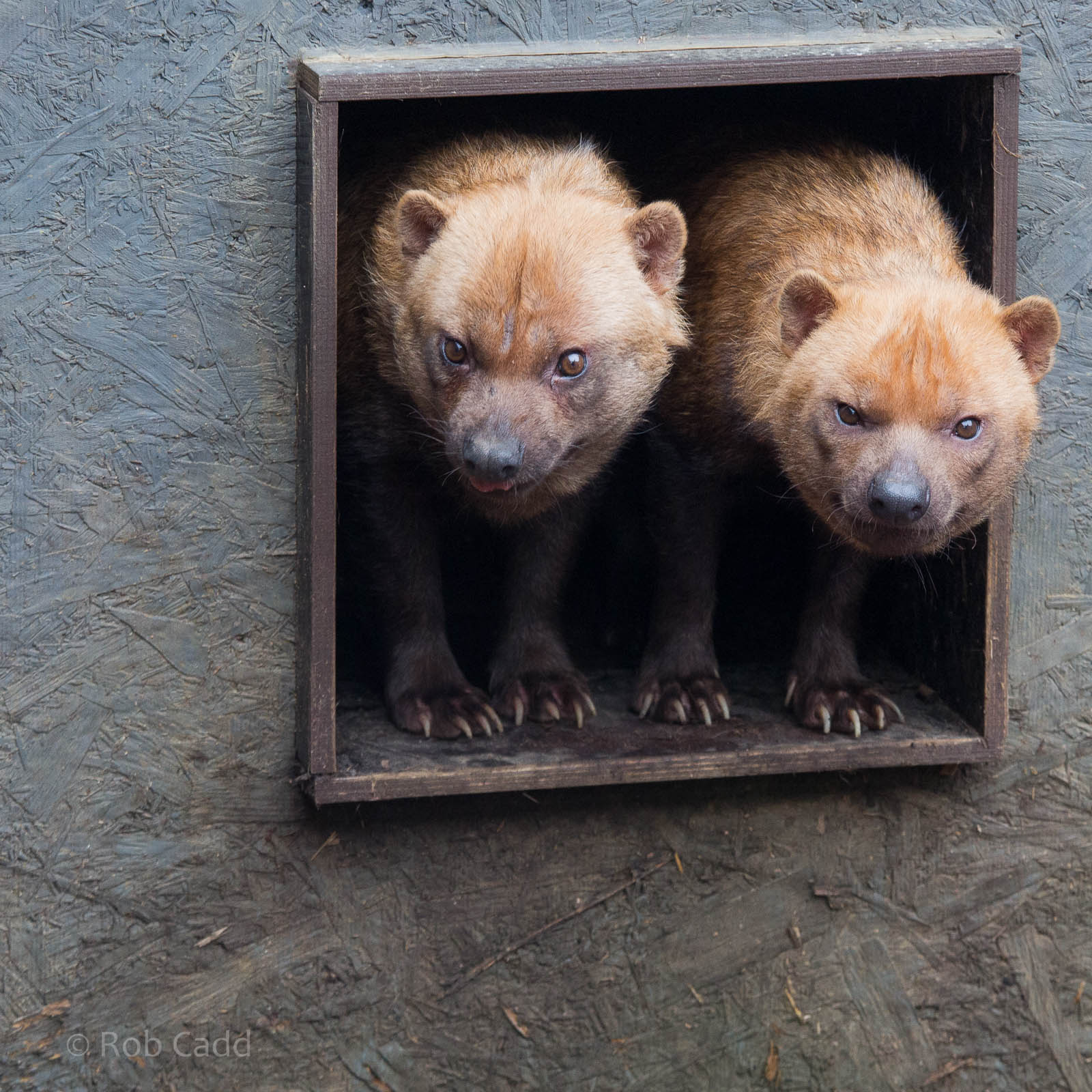 Bush dogs : RSCC : 12 Oct 2014