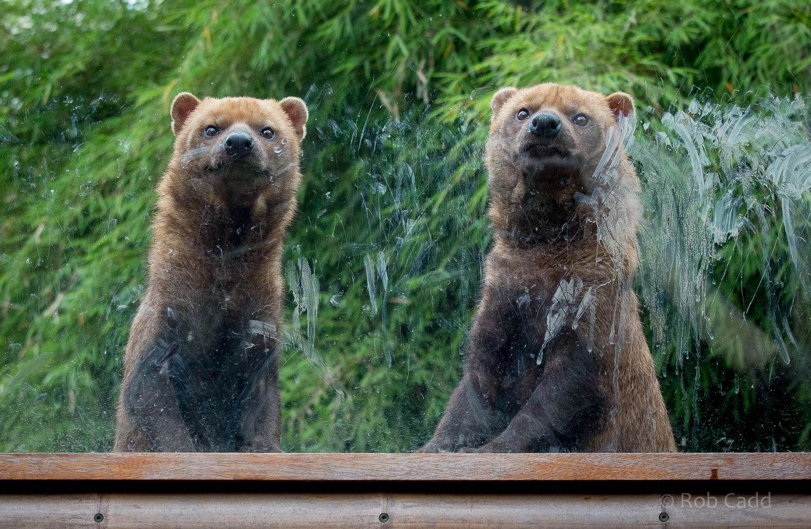 Bush dogs : RSCC : 12 Oct 2014