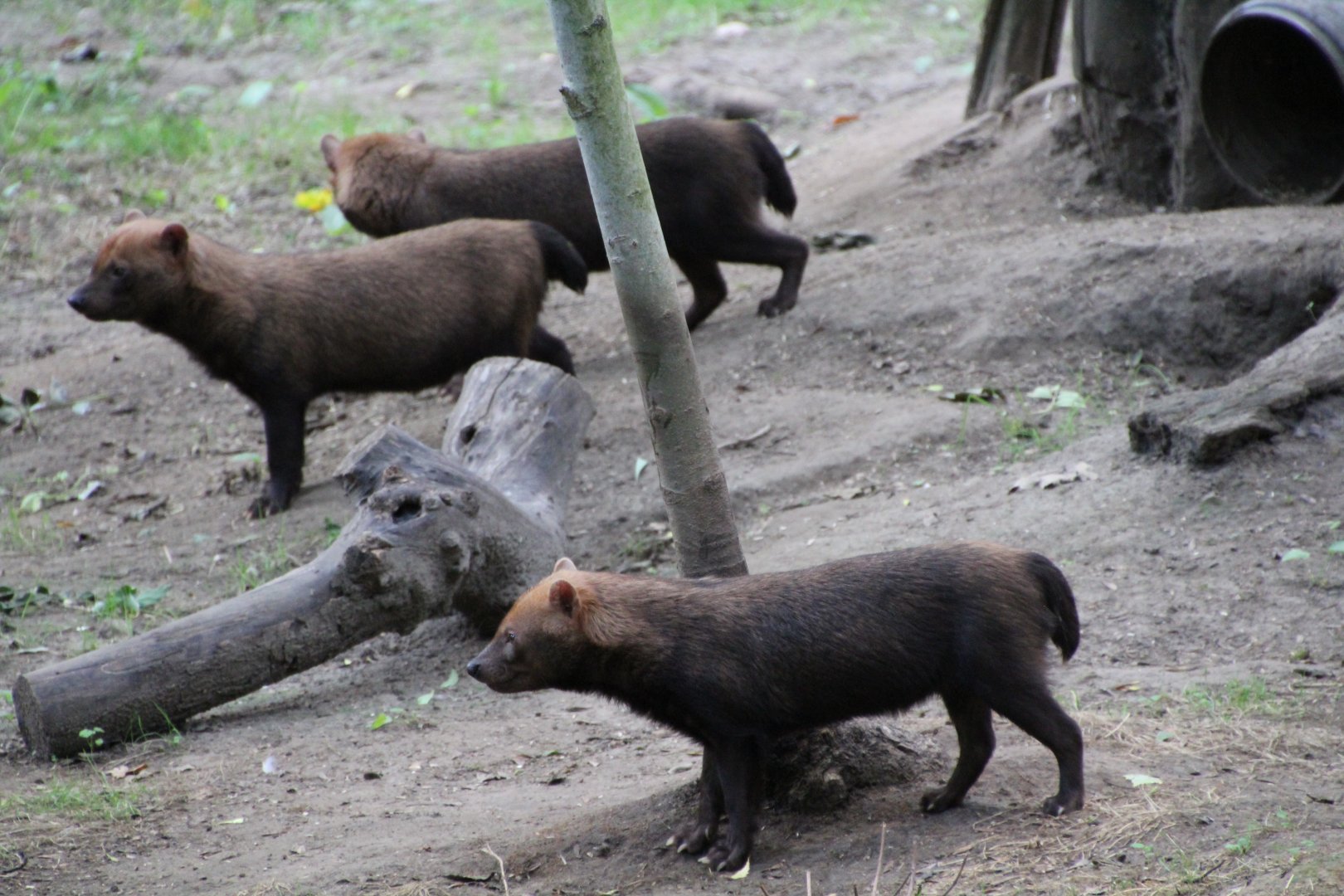 Bush dogs - September 2018