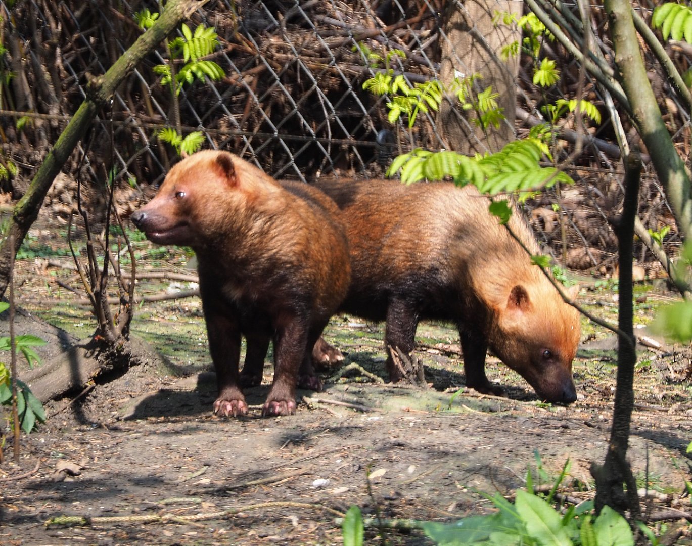 Bush dogs (Speothos venaticus), 2021-04-20