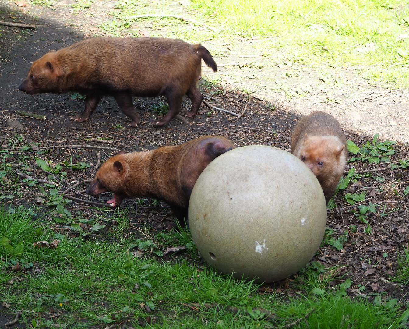 Bush dogs (Speothos venaticus), 2022-04-12
