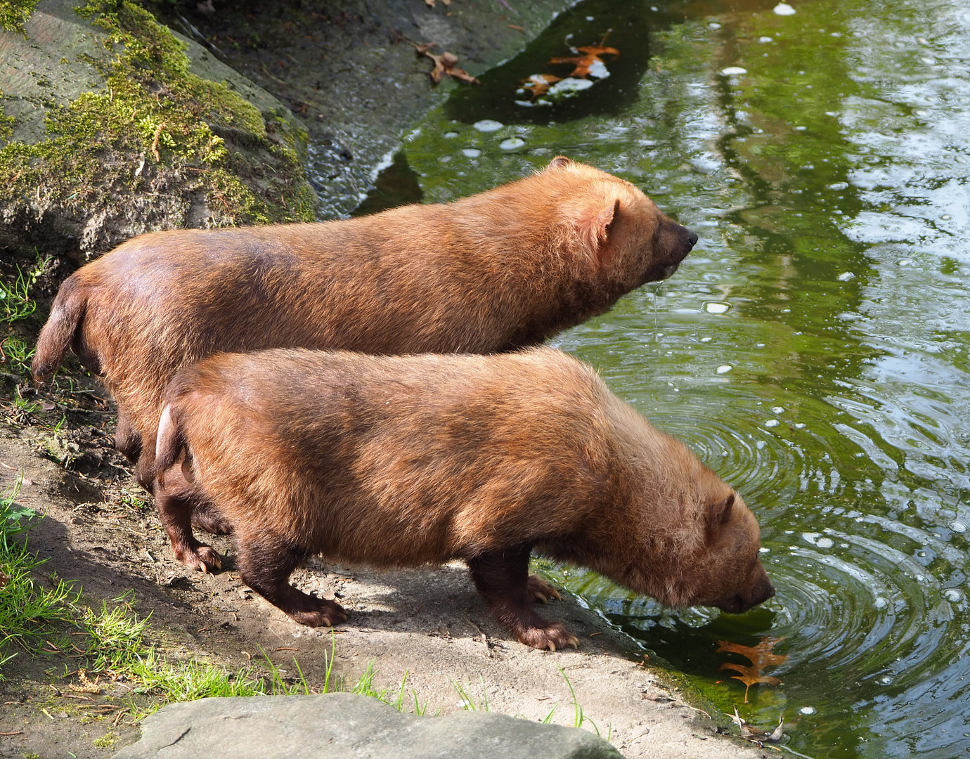 Bush dogs (Speothos venaticus), 2022-04-12