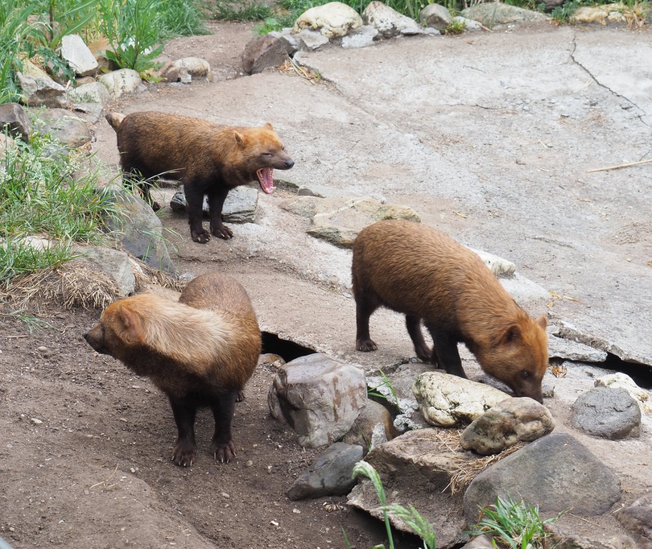 Bush dogs (Speothos venaticus), 2022-05-17