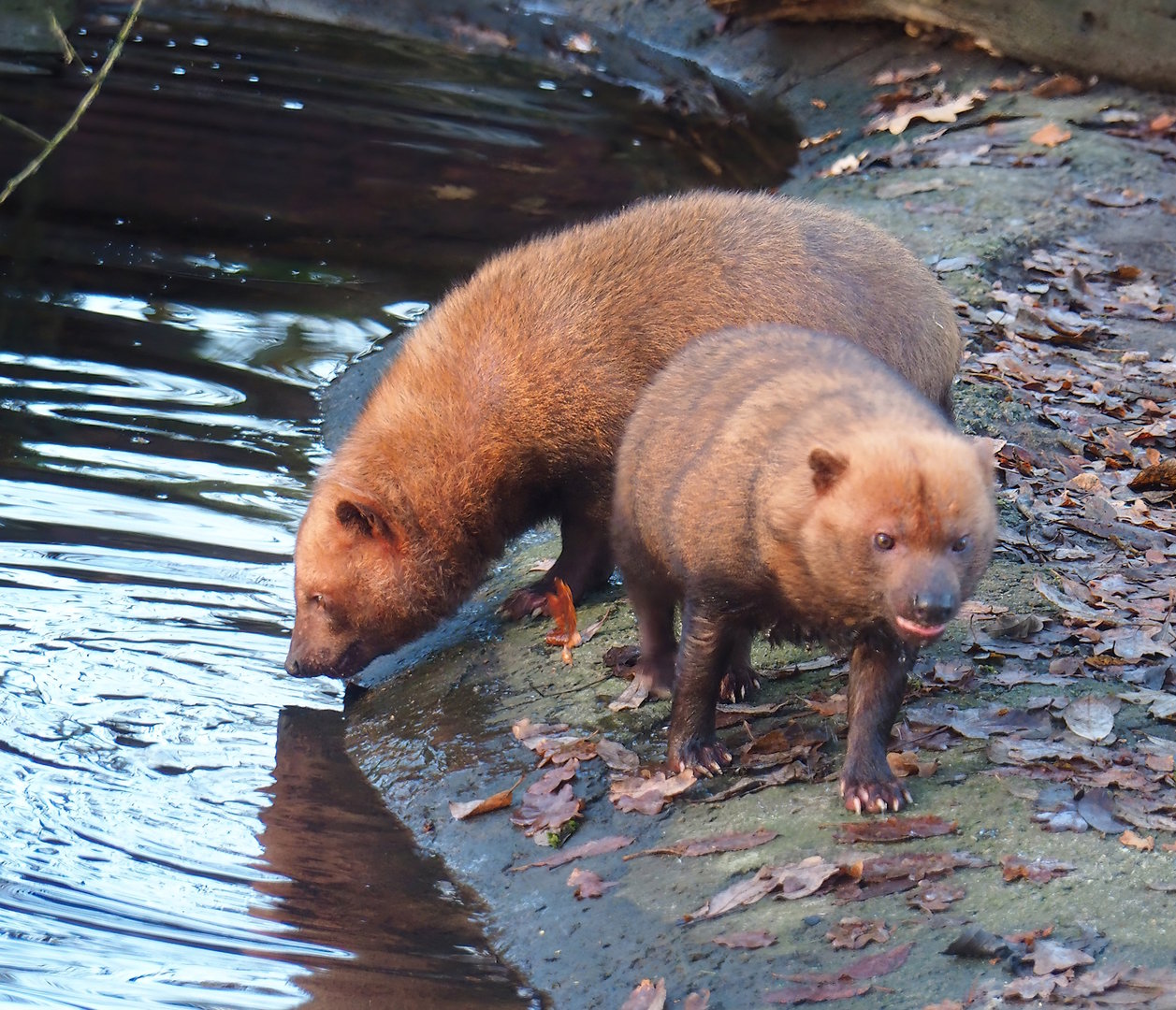 Bush dogs (Speothos venaticus), 2022-12-27