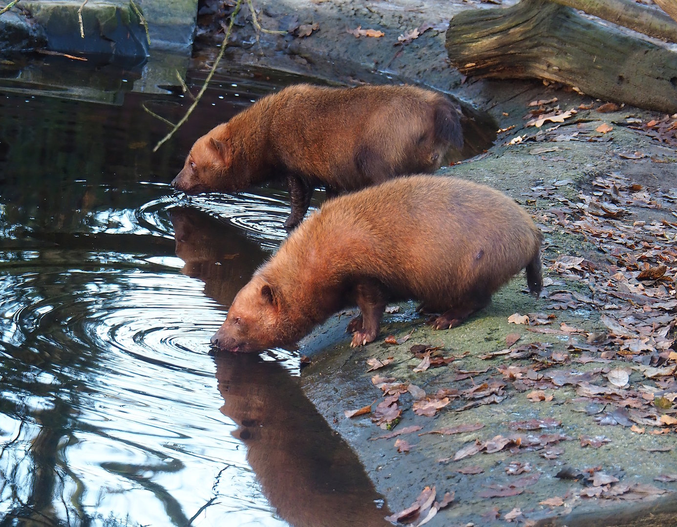 Bush dogs (Speothos venaticus), 2022-12-27