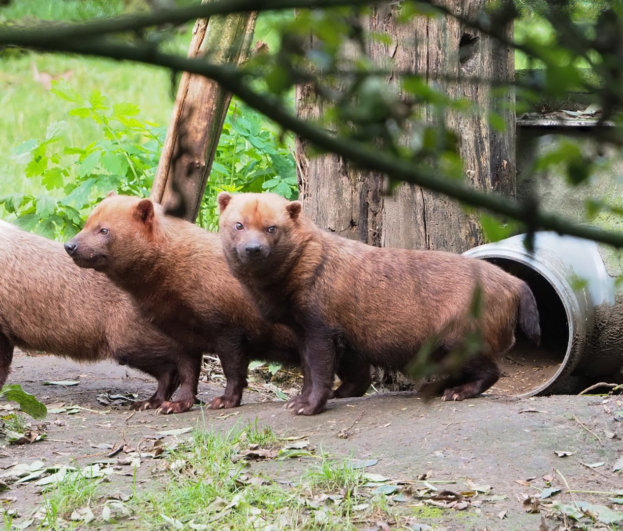 Bush dogs (Speothos venaticus), 2023-09-19