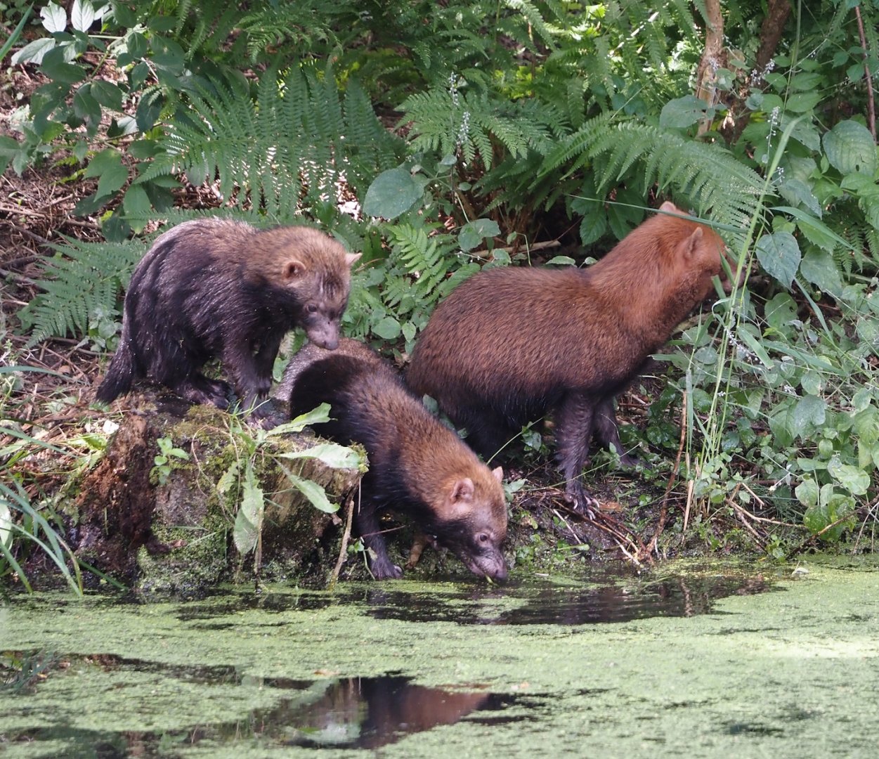Bush dogs (Speothos venaticus), 2024-08-21