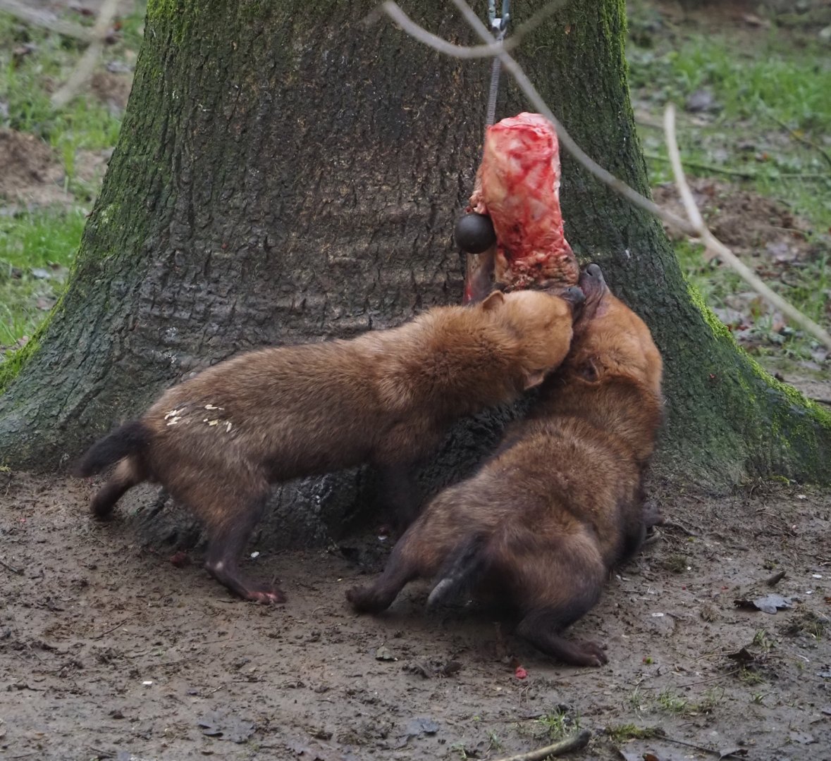 Bush dogs (Speothos venaticus) eating goat leg hung from bungee cord, 2024-12-29