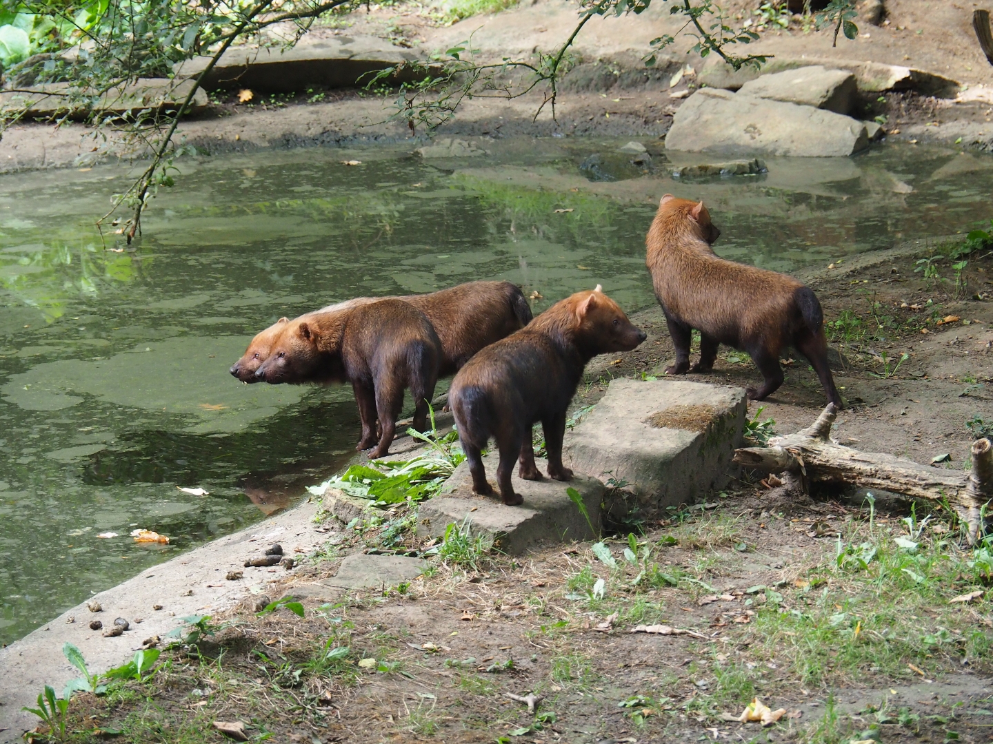 Bush dogs (Speothos venaticus)