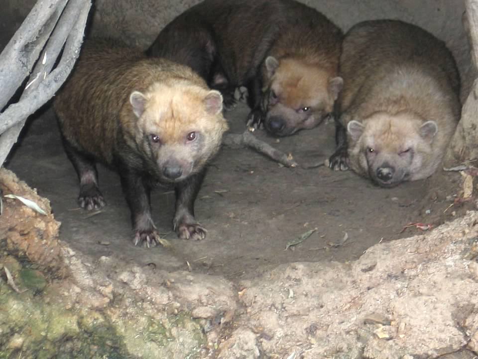 Bush Dogs (Speothos venaticus)
