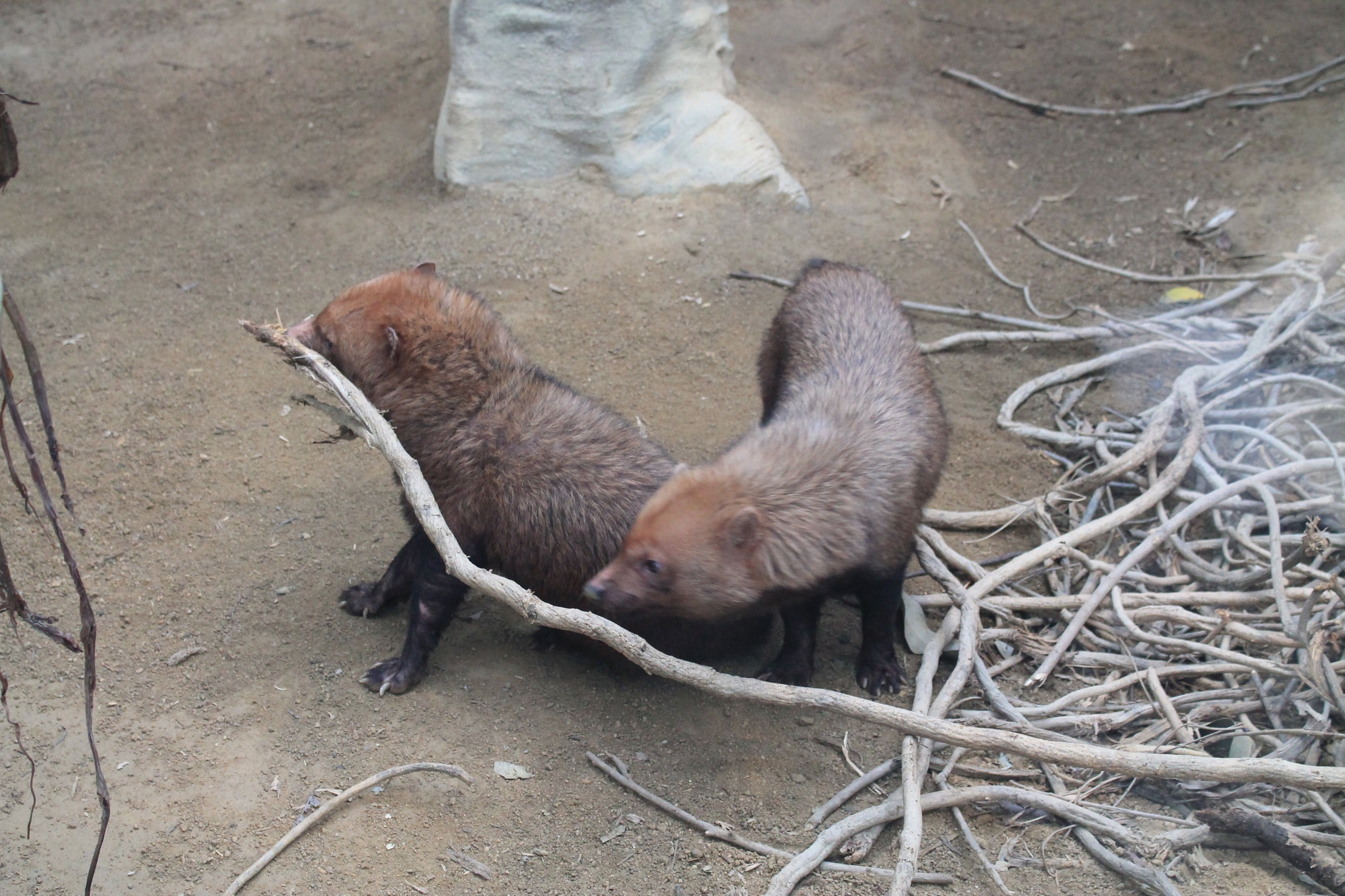 Bush Dogs (Speothos venaticus)