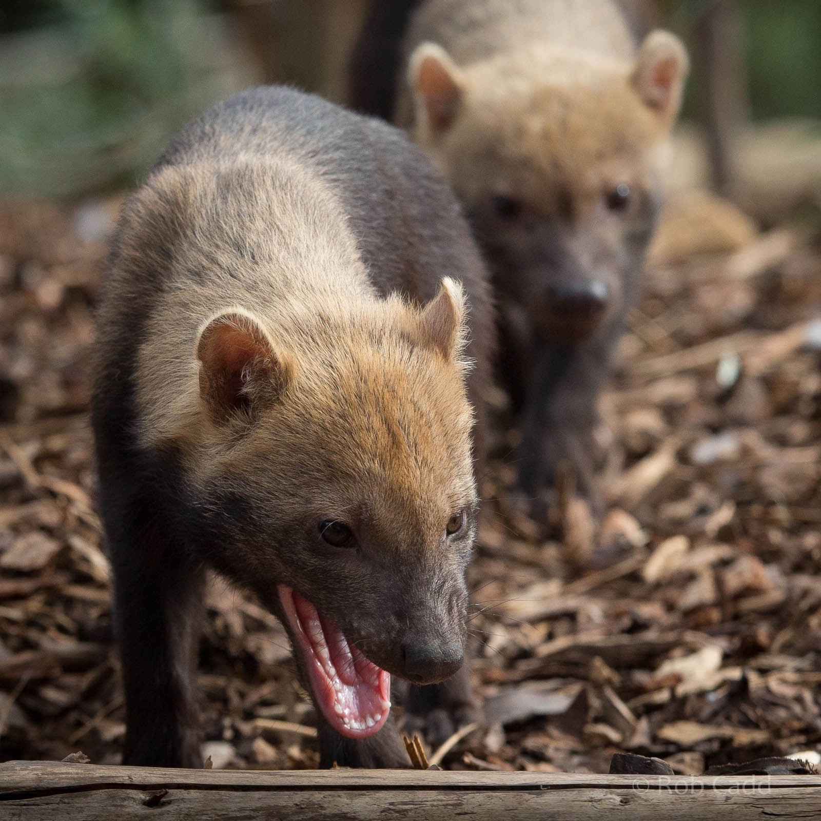 Bush dogs : Twycross : 03 Oct 2014