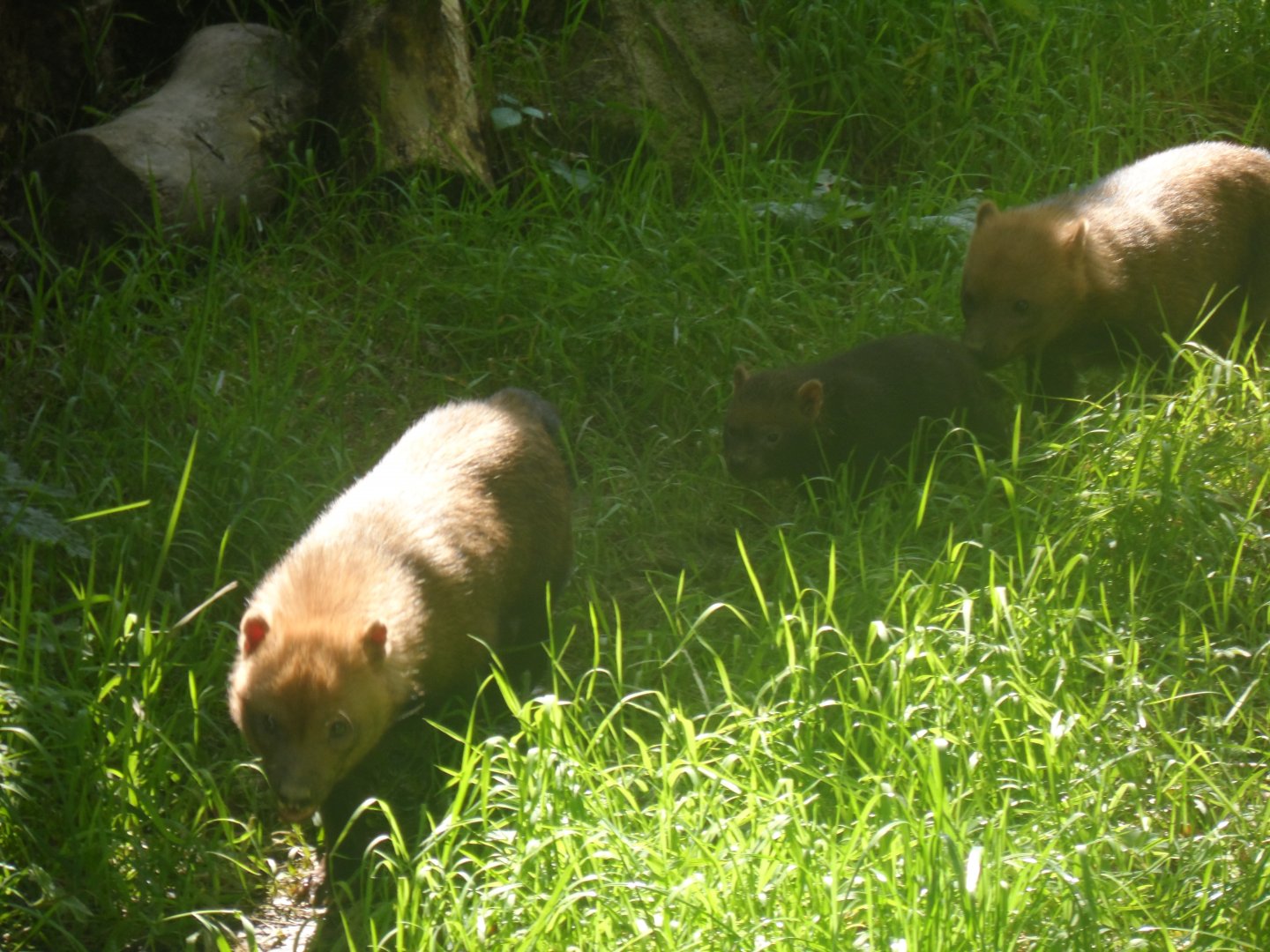 Bush Dogs with pup - 1/9/20