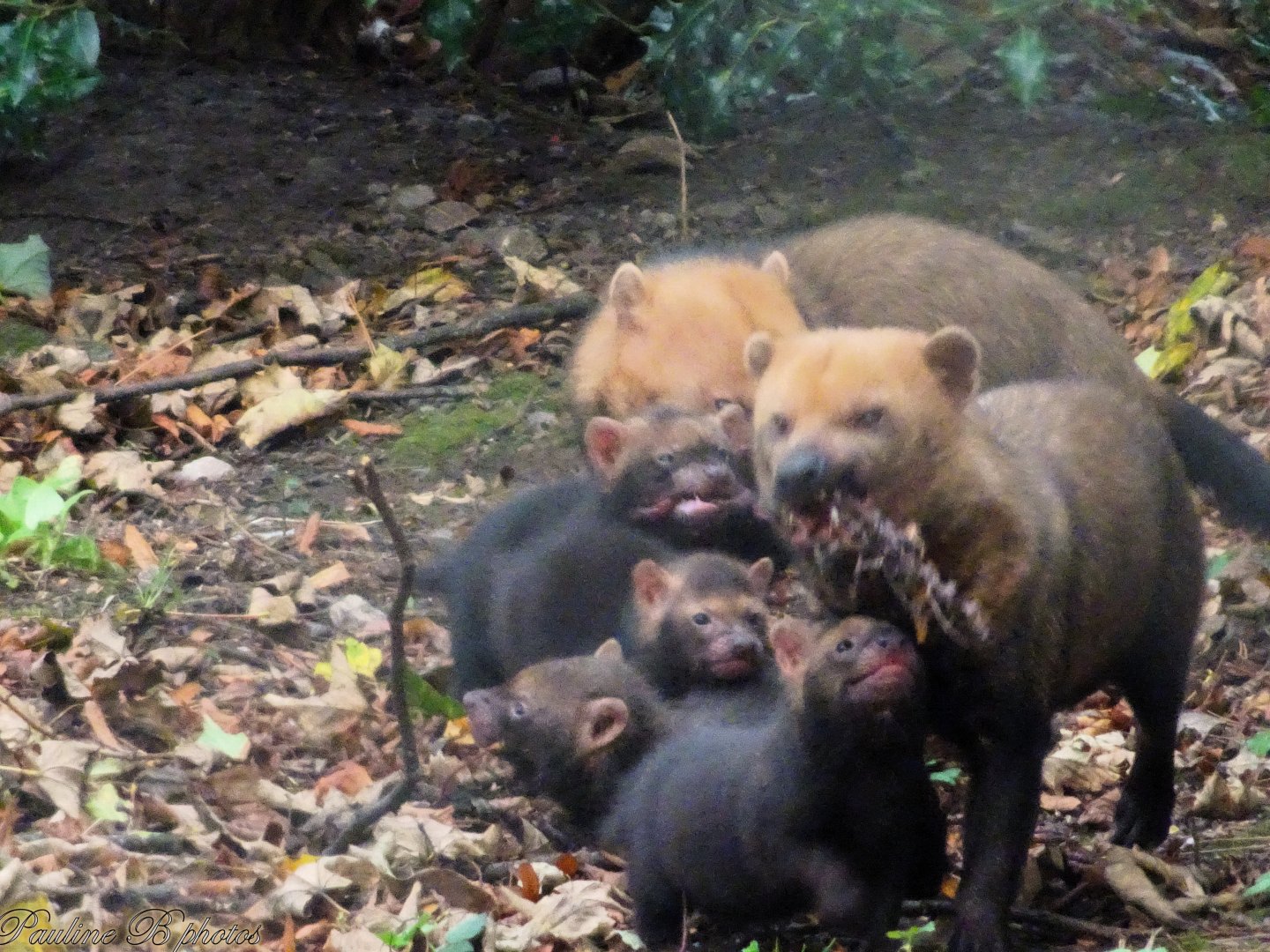 Bush Dogs with pups 5 October 2025