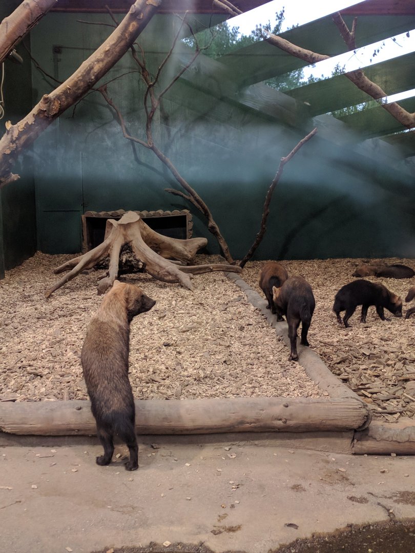 Bush Dogs Zoo Praha 2018