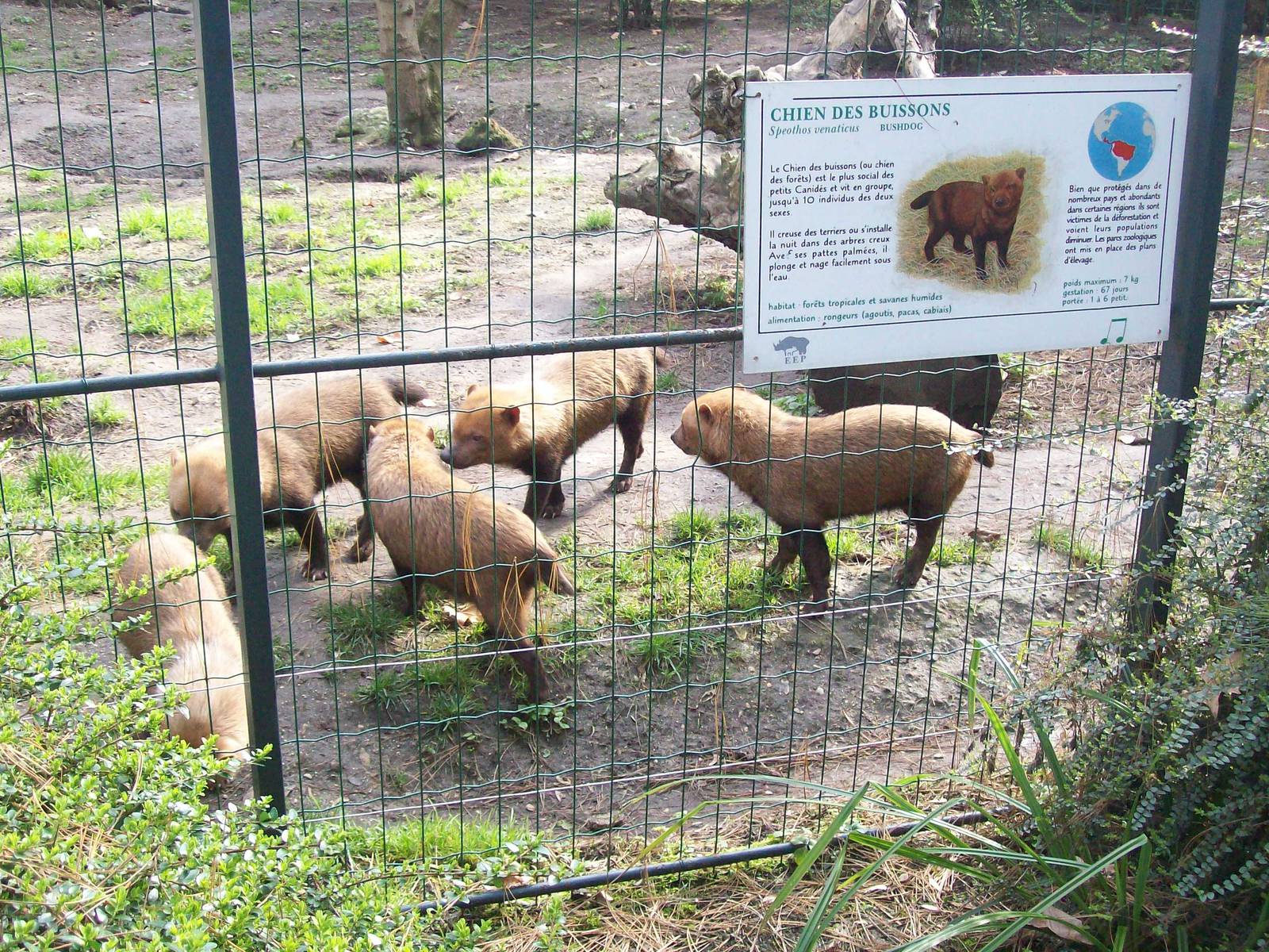 Bush Dogs