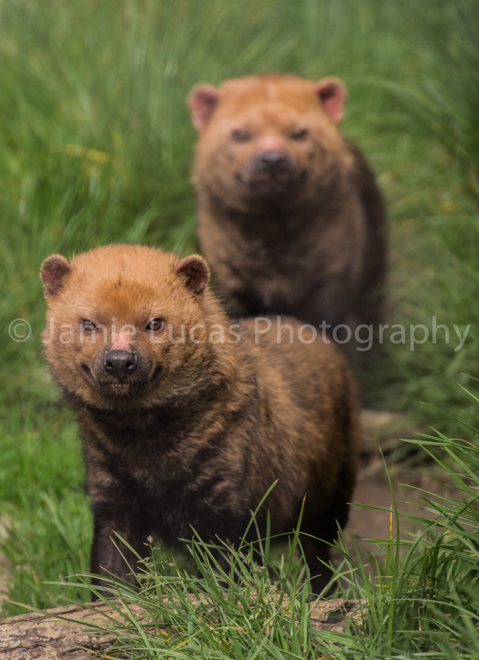 Bush Dogs