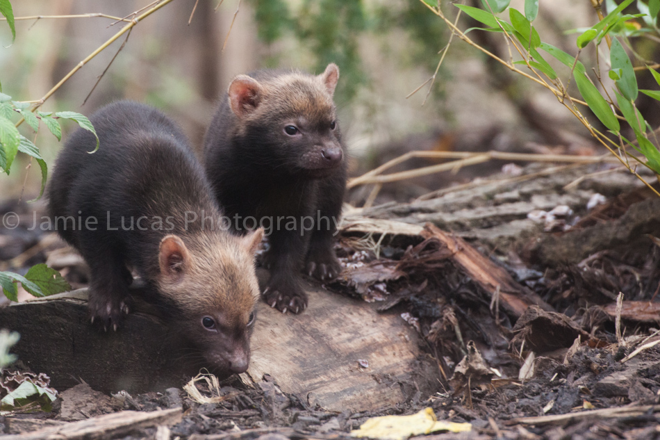 Bush Dogs