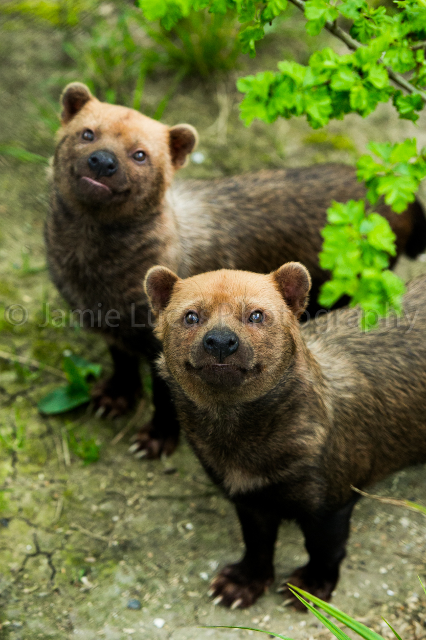 Bush Dogs