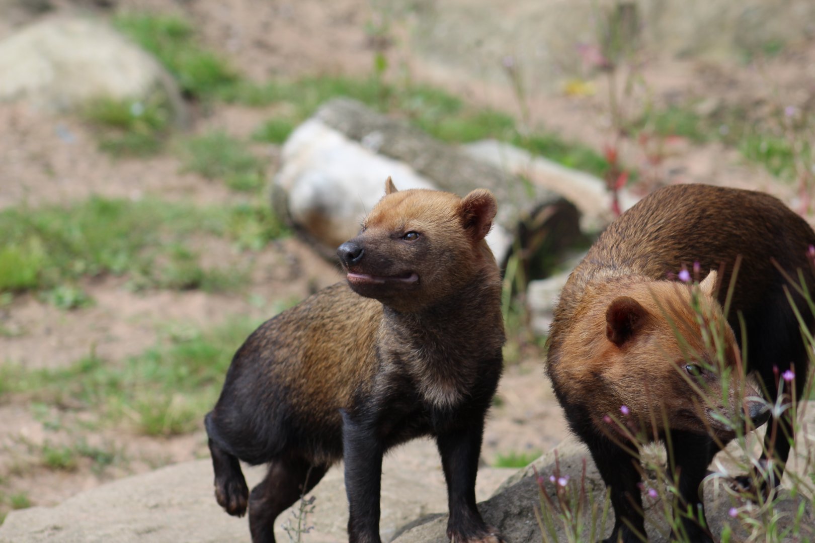 Bush Dogs