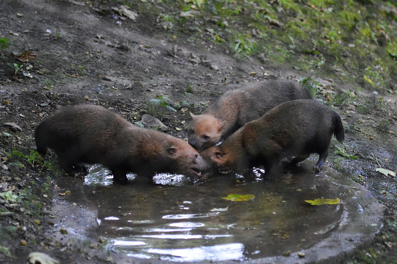Bush dogs