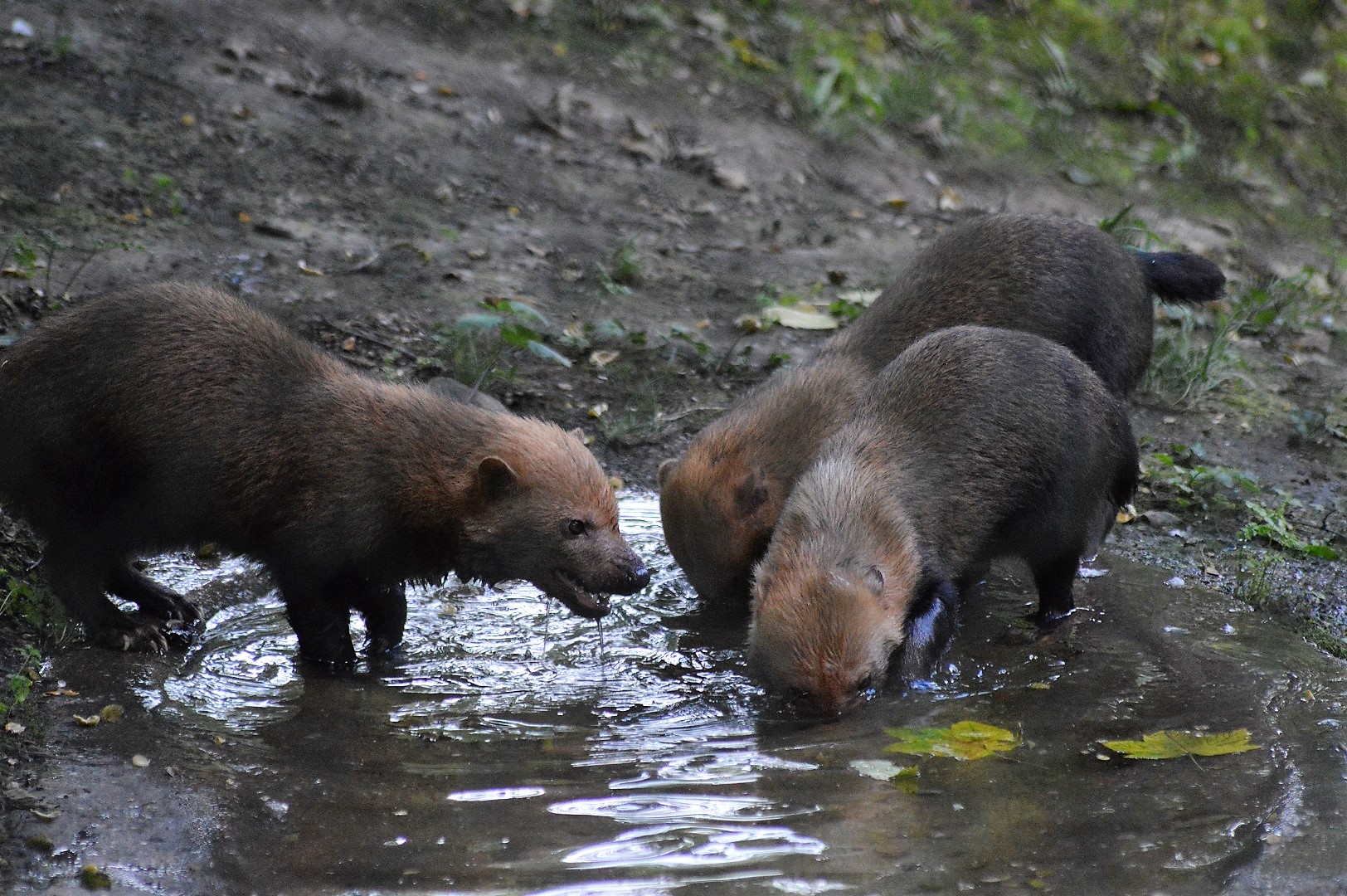 Bush dogs