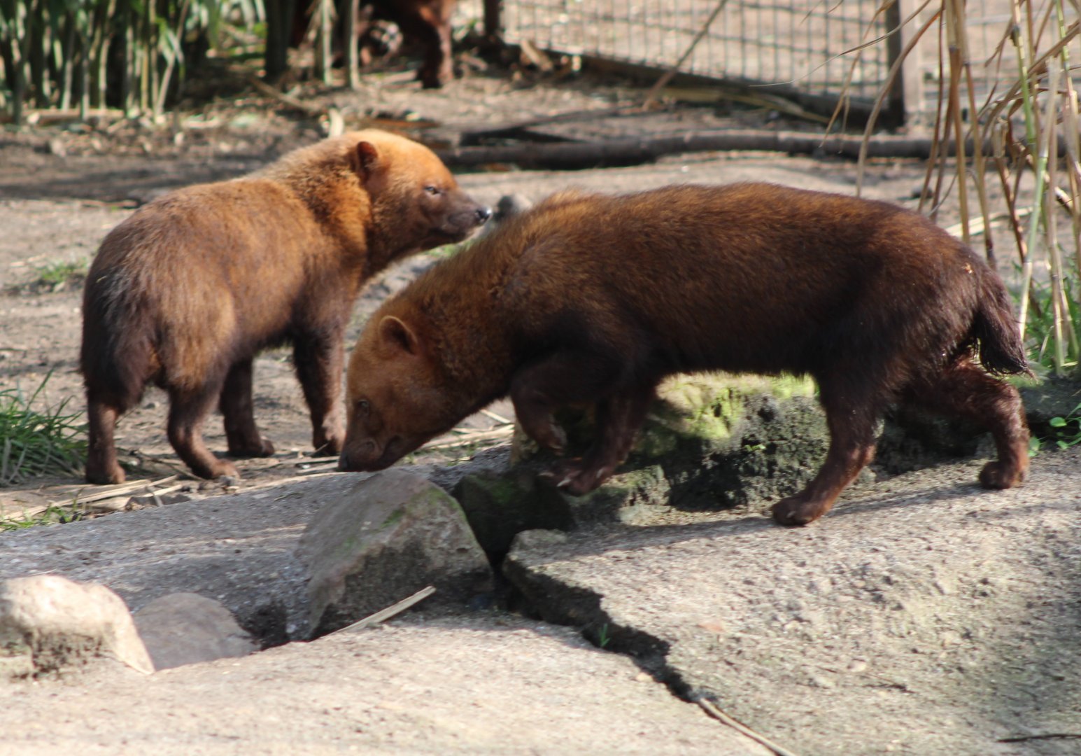 Bush dogs