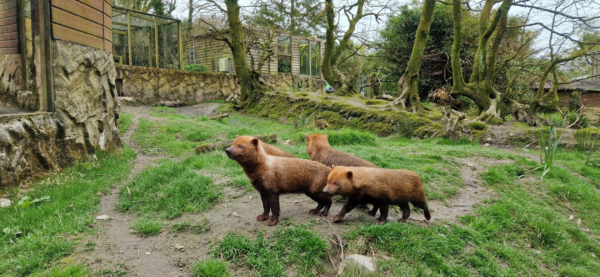 Bush dogs