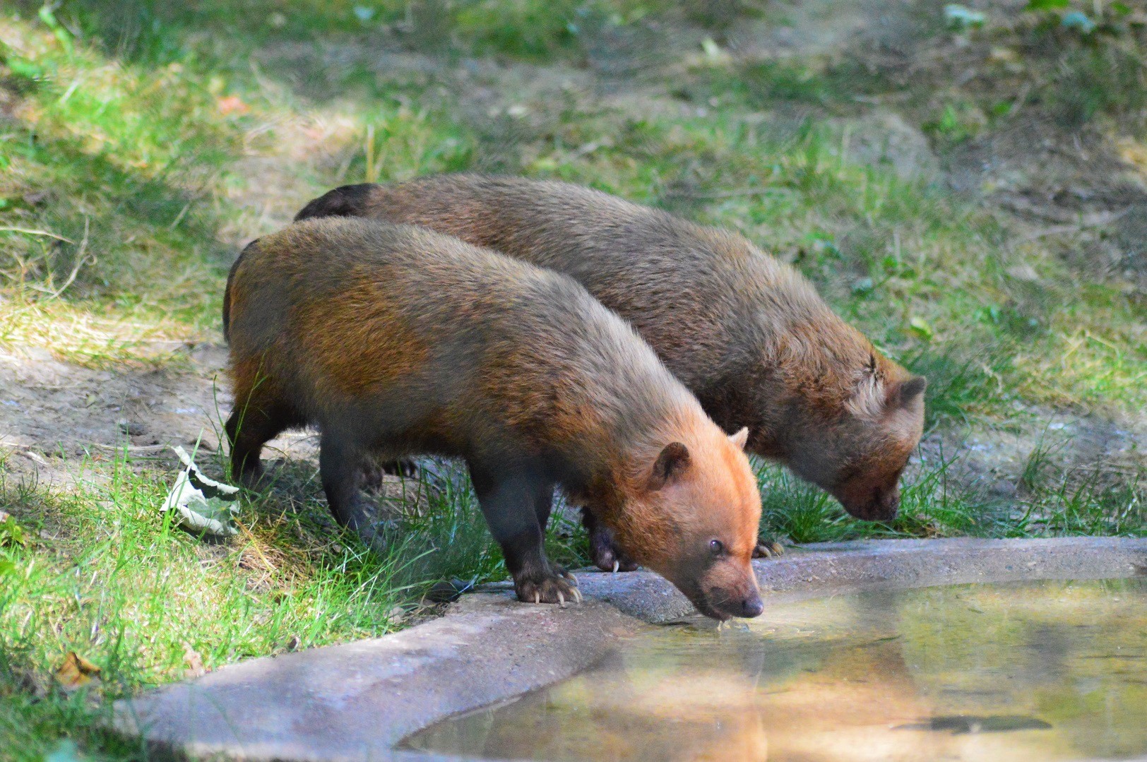 Bush dogs