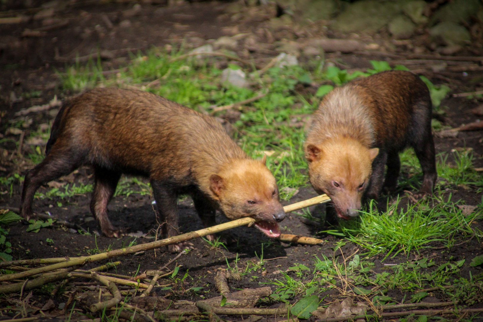 Bush Dogs