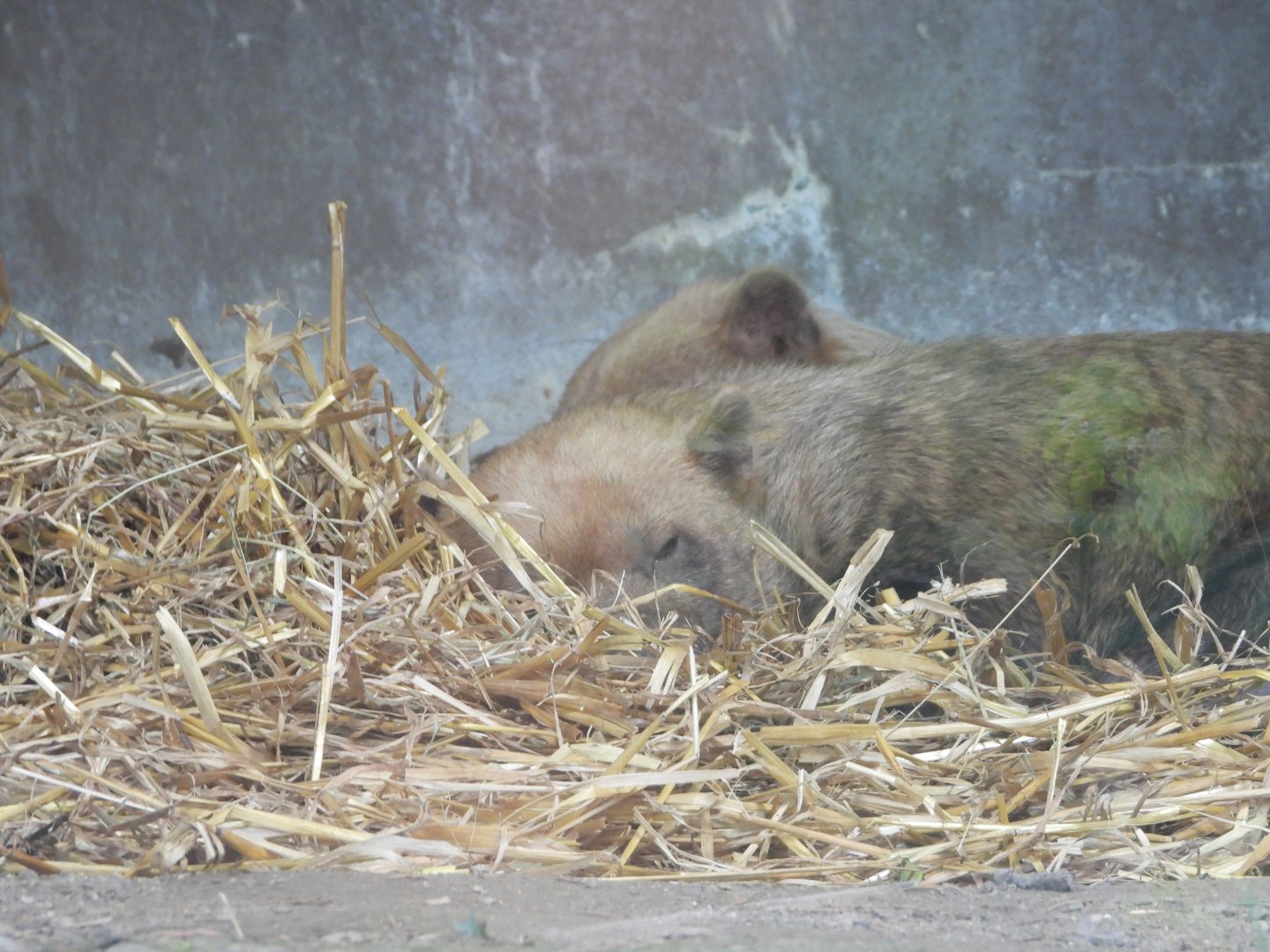 Bush dogs