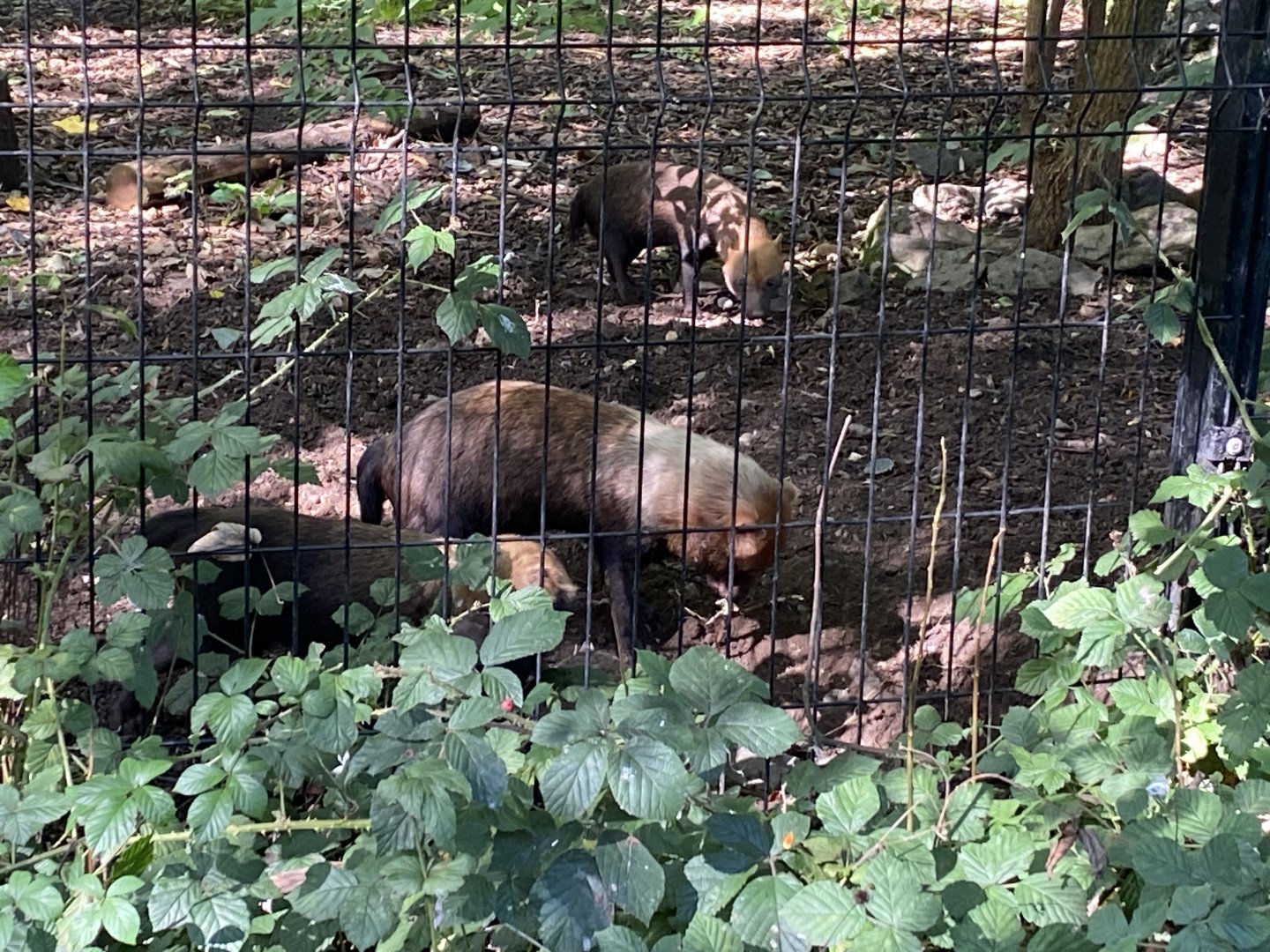 Bush dogs