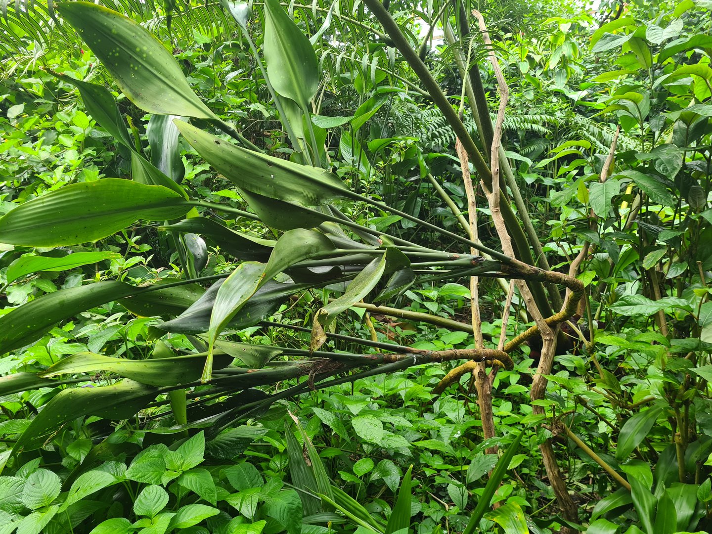 Bush - Dracaena Bushii