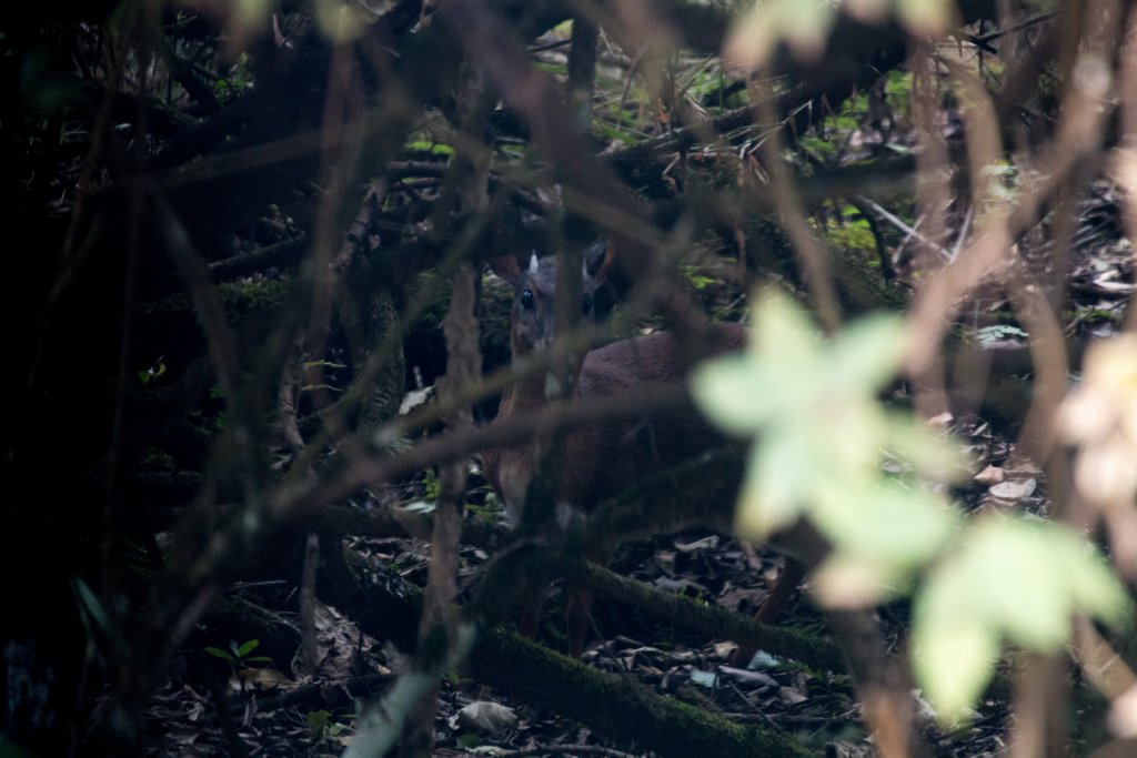 Bush Duiker