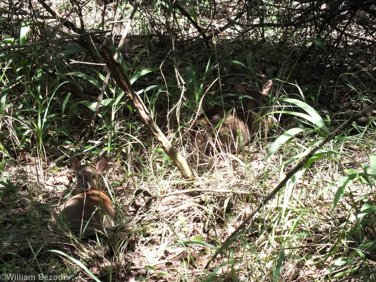 Bush Duikers - Nairobi Safari Walk